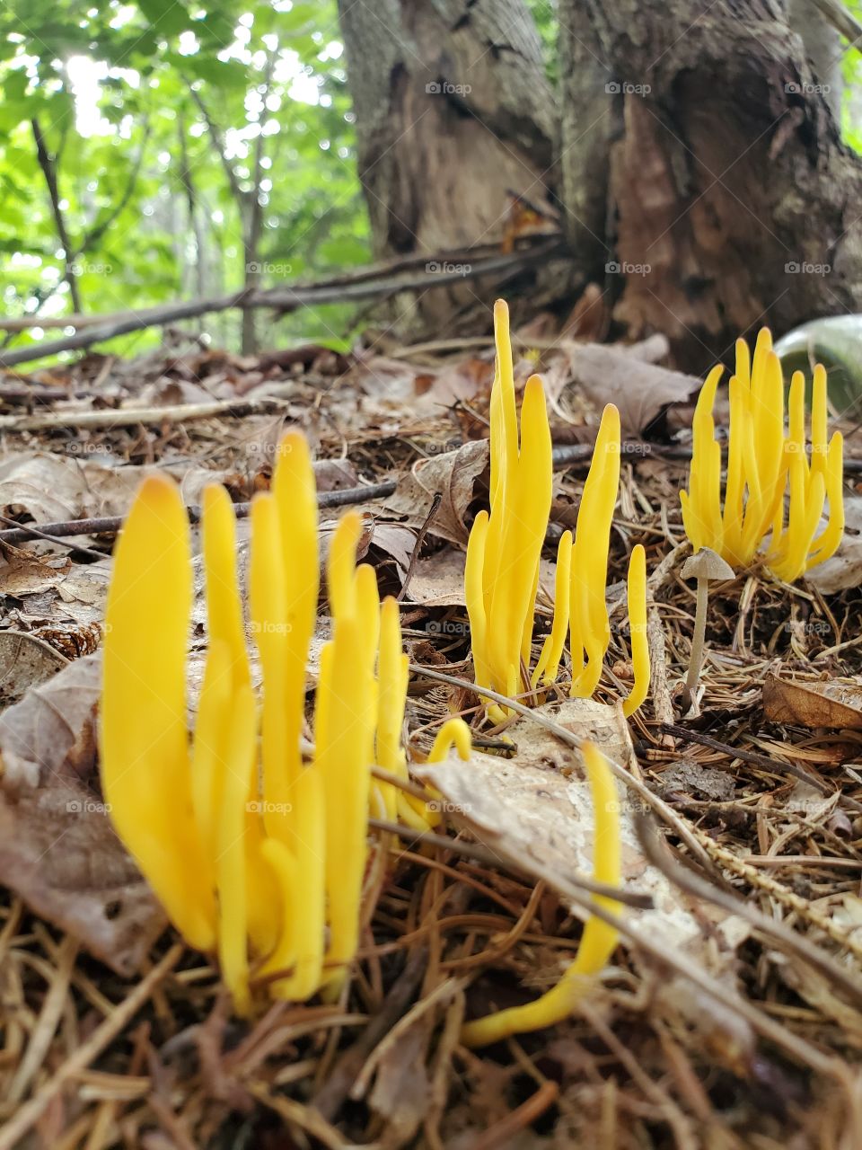 Golden spindles mushrooms