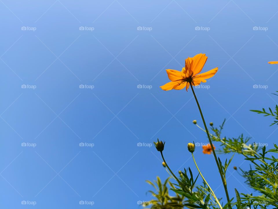Low angle shot of orange cosmos flower on a blue sky background