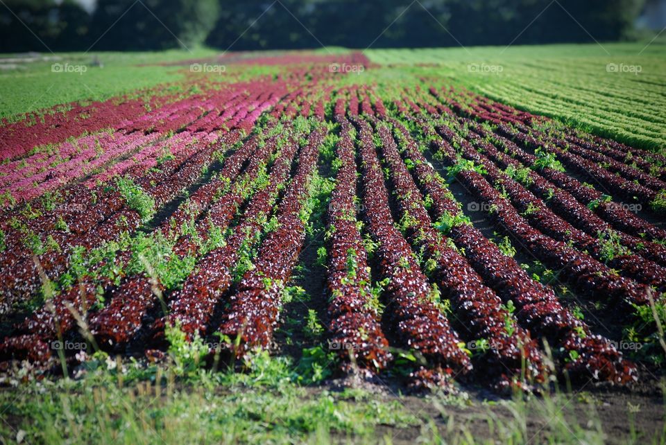 Harvest time