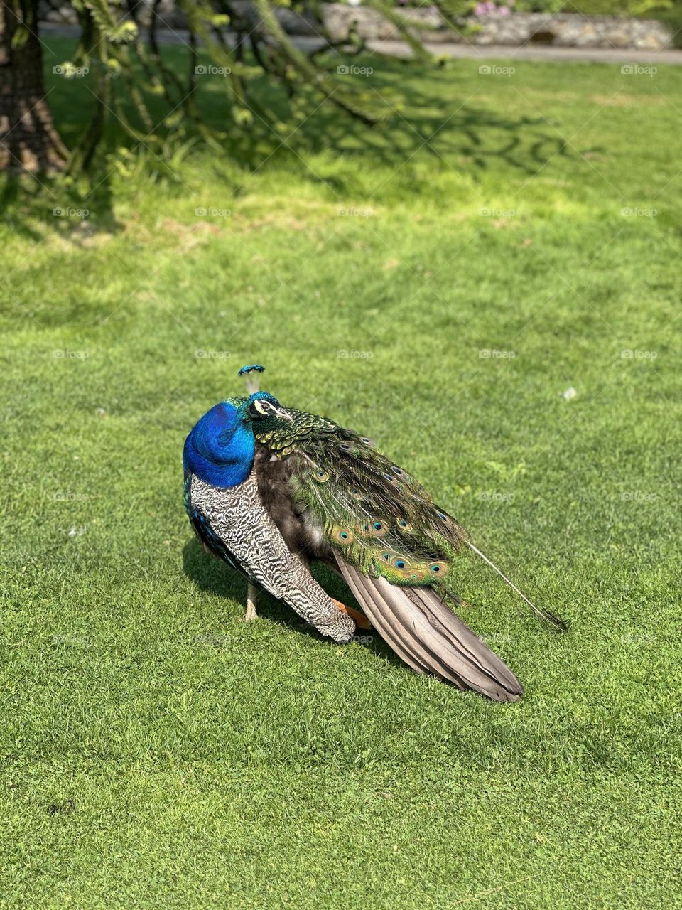 WildMale Peacock at Beacon Hill Park in Victoria