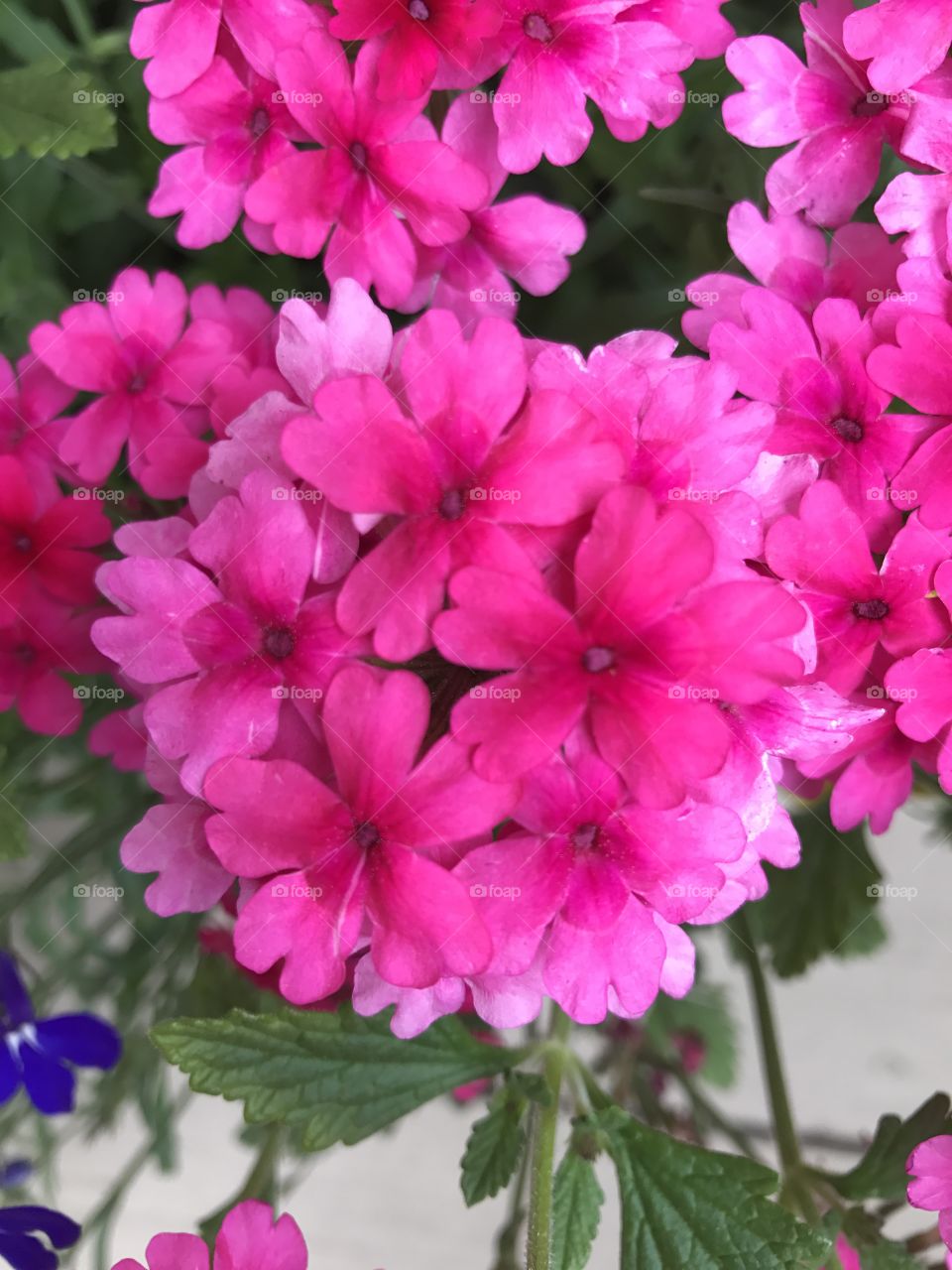 Garden flowers