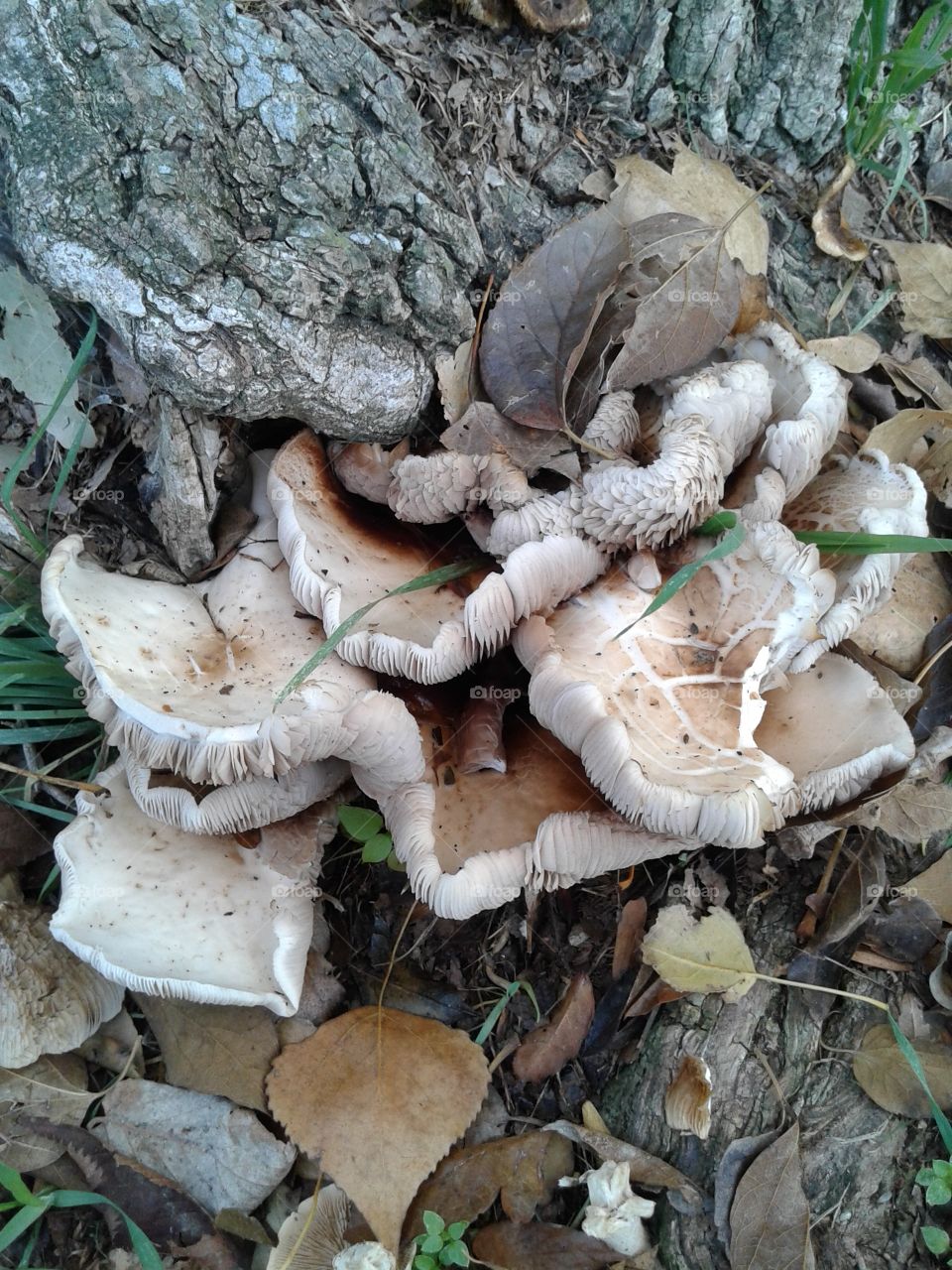 champignon
