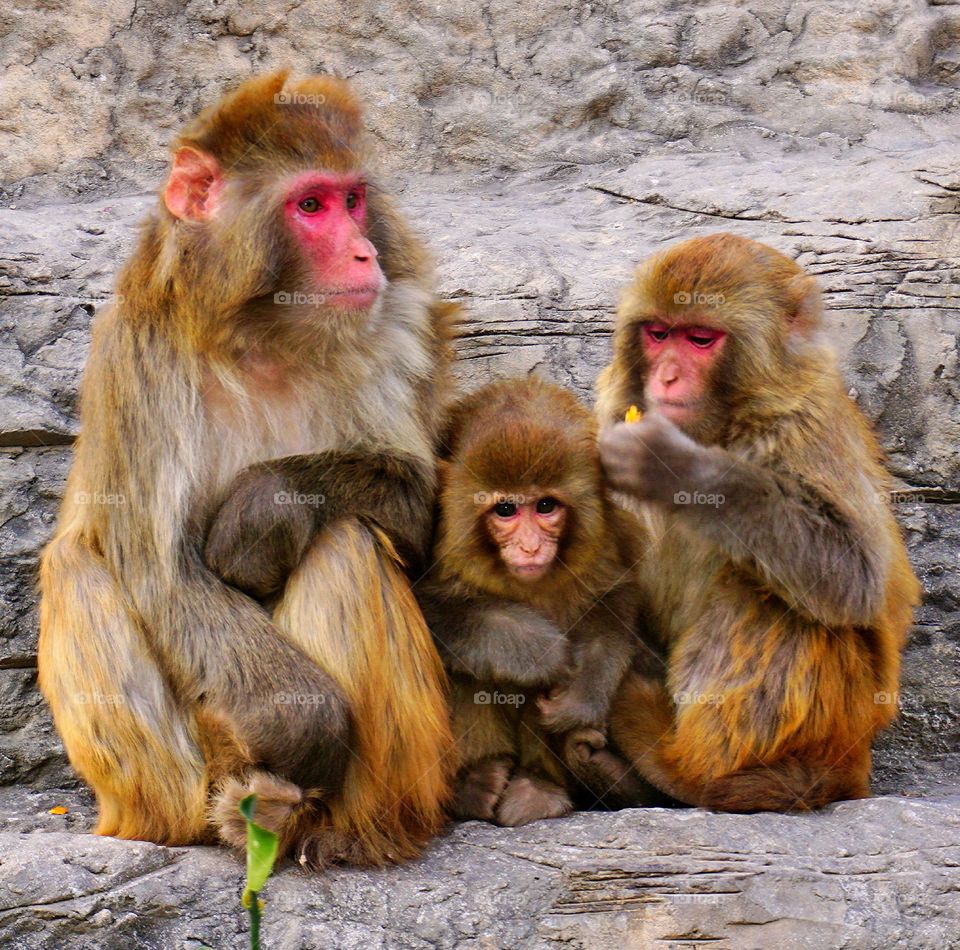Monkey, Primate, Macaque, Ape, Mammal