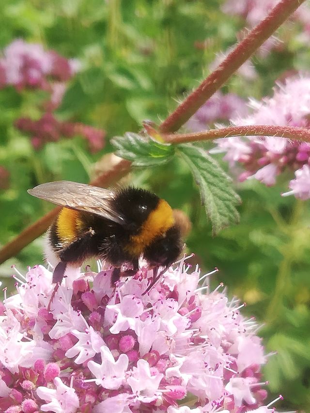 Blumen