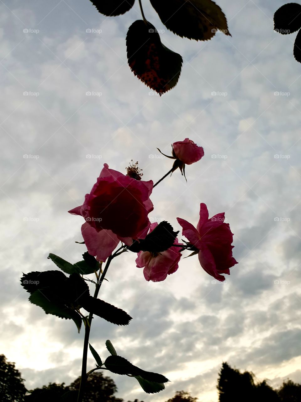 sky and rose