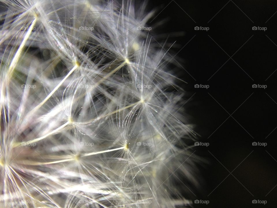 Closeup of a Dandelion