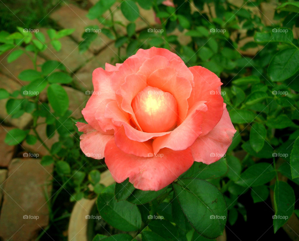 rose. Orange 