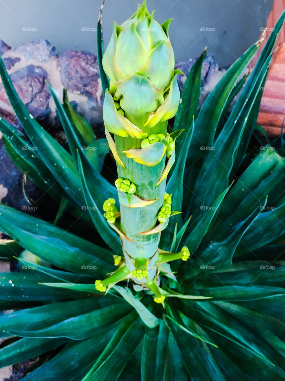 High angle view of cactus plant