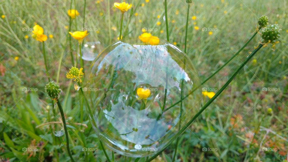 Yellow bubble flower