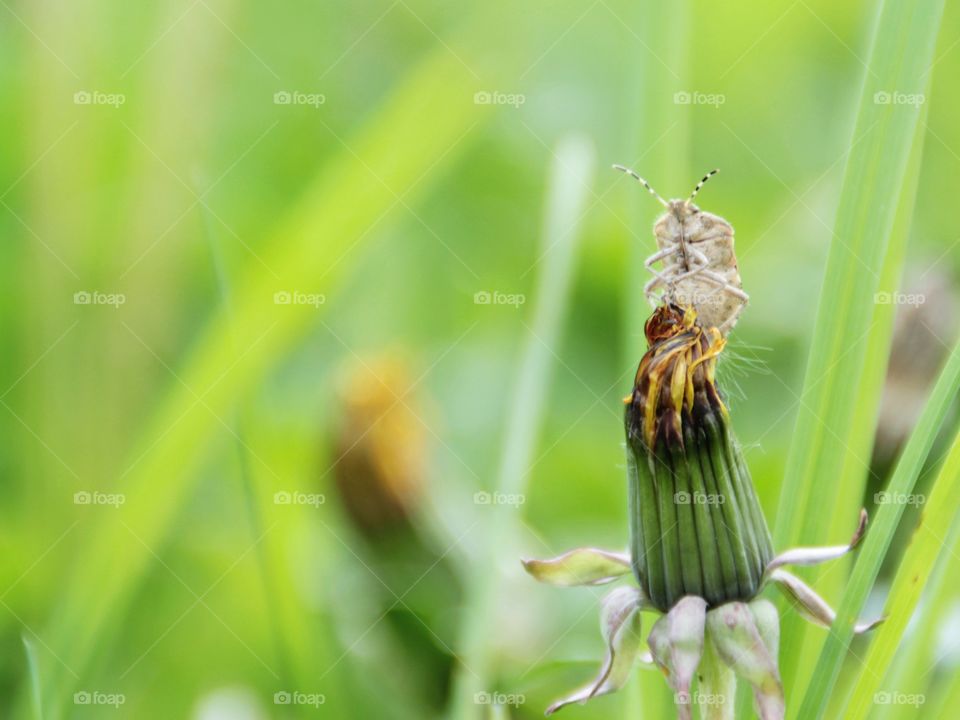 A bug sitting on a dandelion