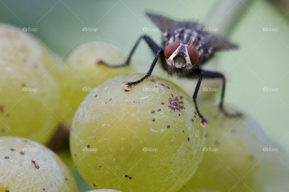 Fly On Grapes