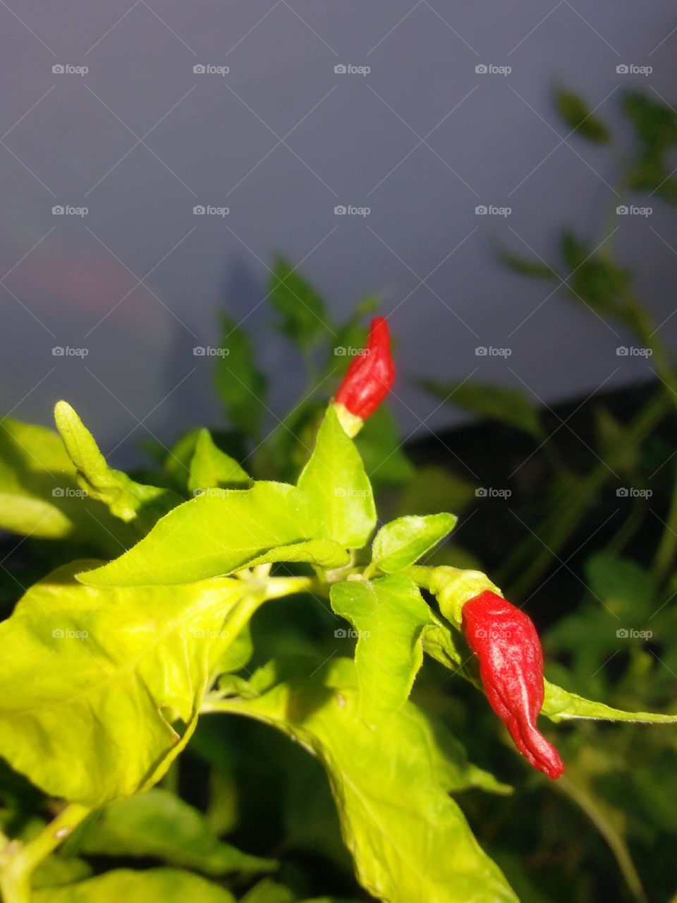 chilli