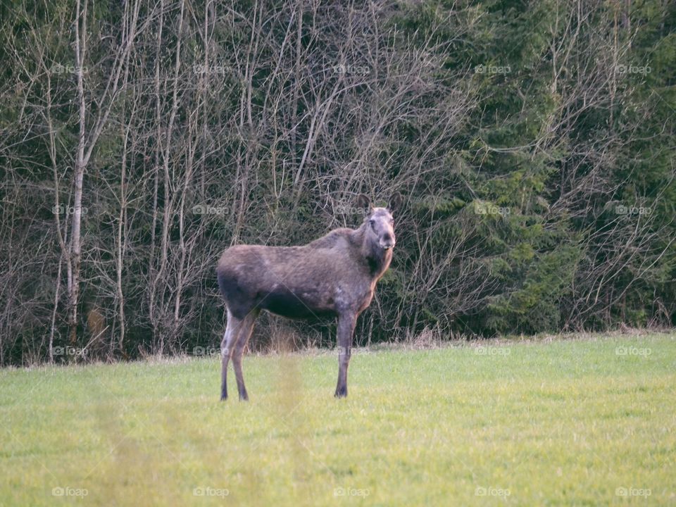 Elk