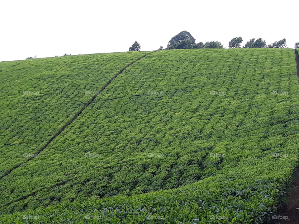 Tea estate - Kenya