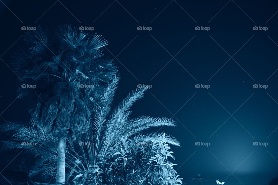 Palm tree at night