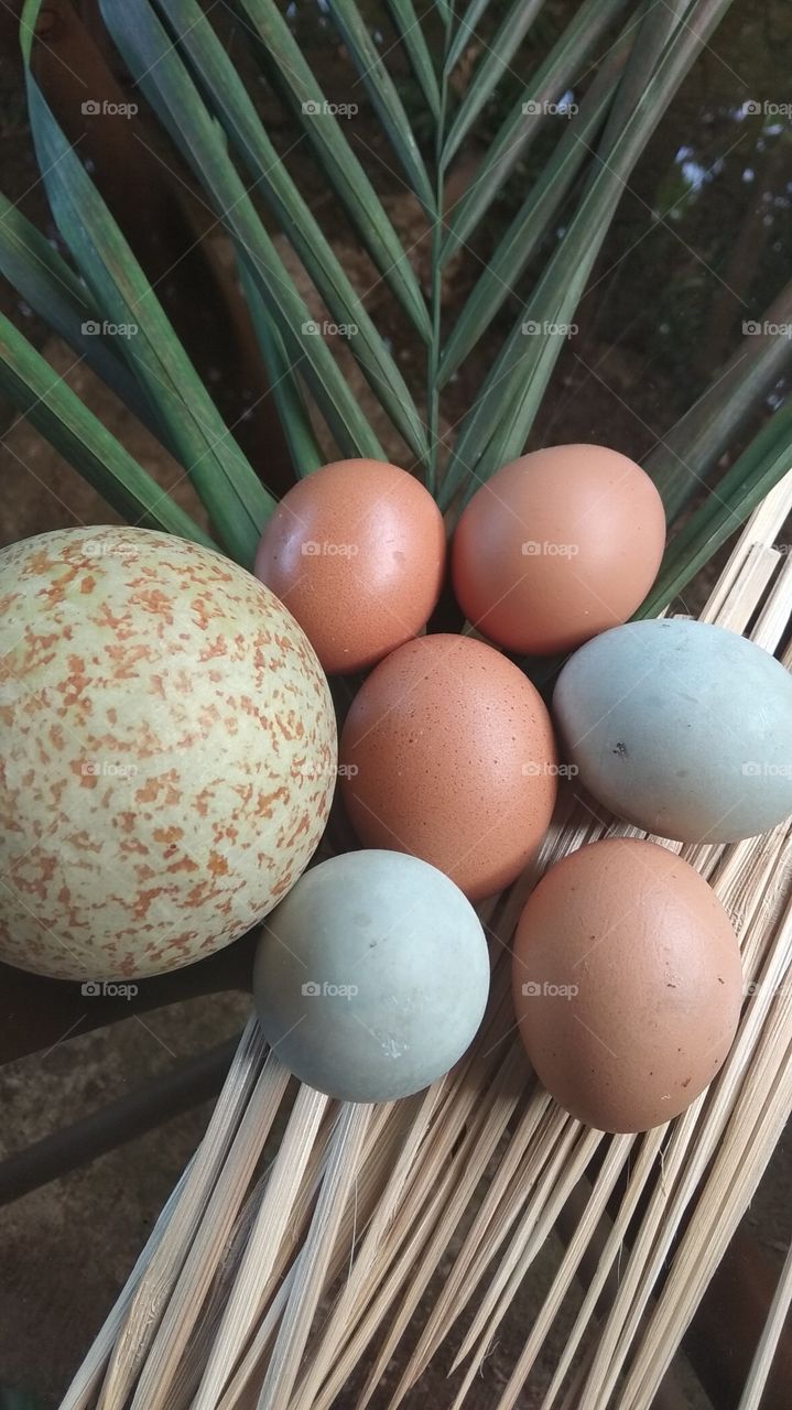 eggs