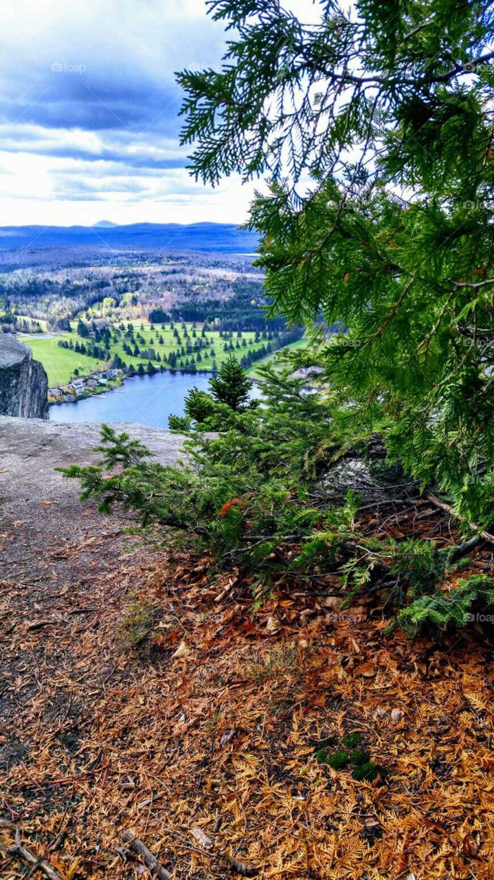 looking at the valley through evergreens