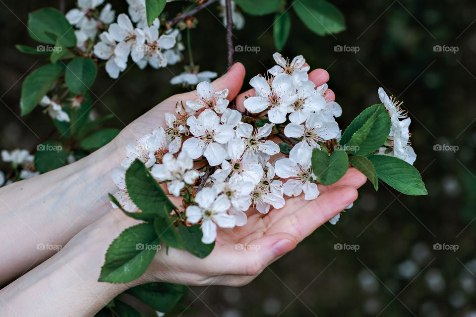Selective focus on flowered cherry branches on the human palms. Springtime and protection environment concept.