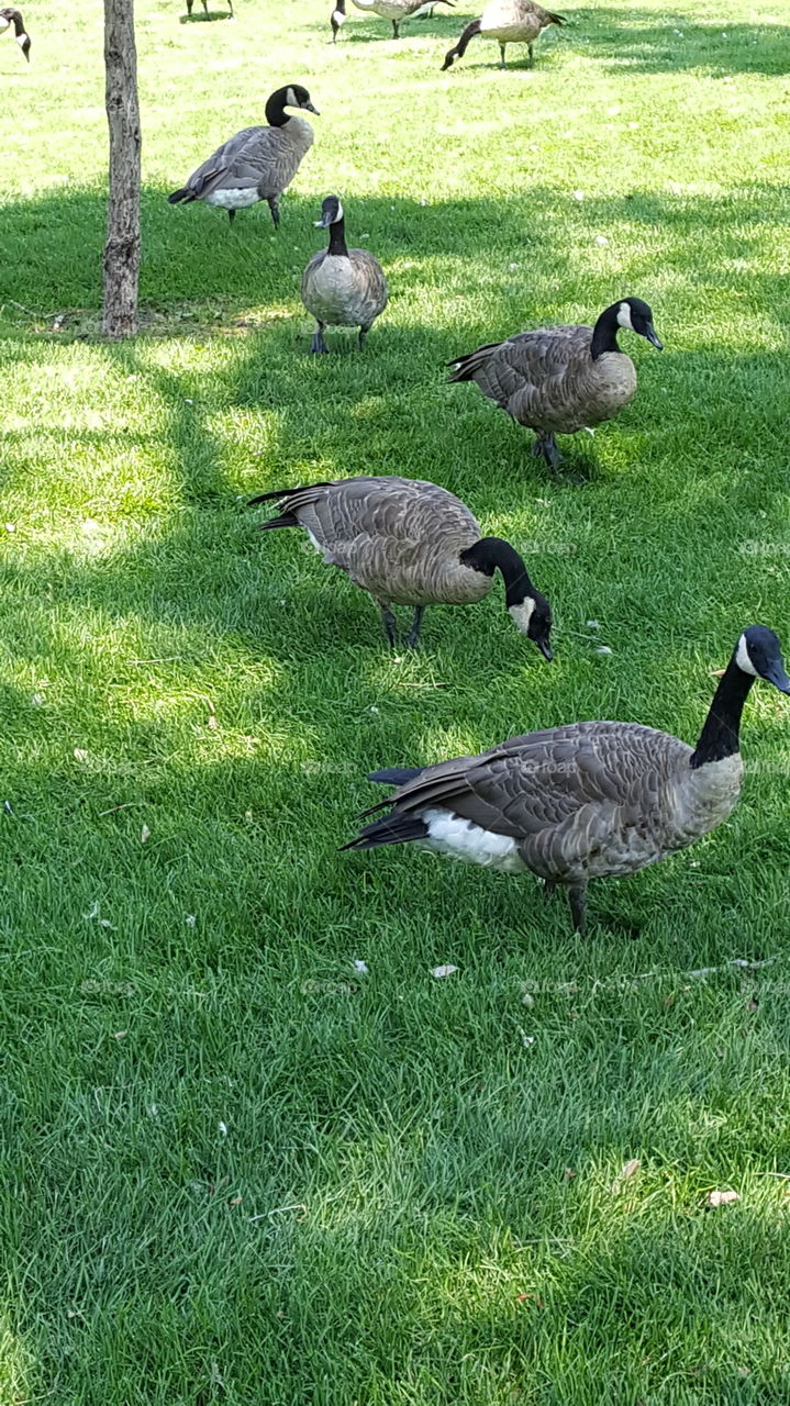Geese In Grass