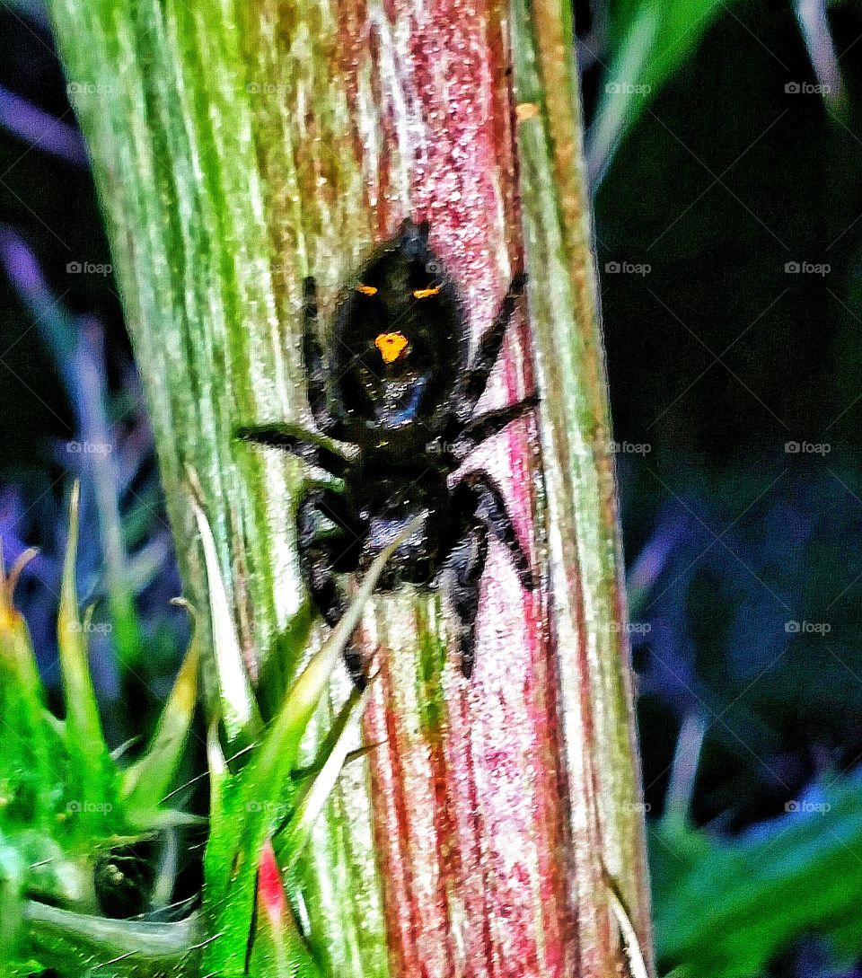face on spider
