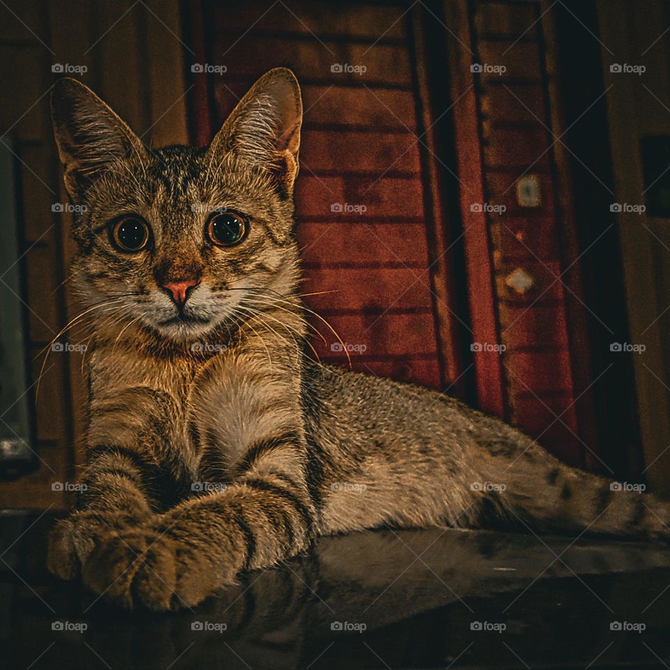 Nice cat eyes contact