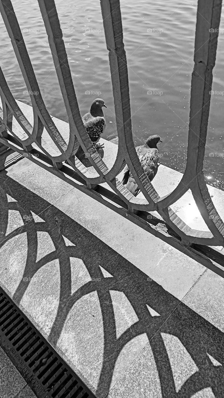 urban landscape, wildlife, birds, dove, embankment, pond, black and white photo, fence, fence, stone, metal, shadows