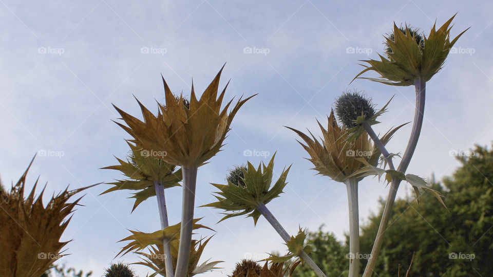 macro summer thistle uk by chris7ben