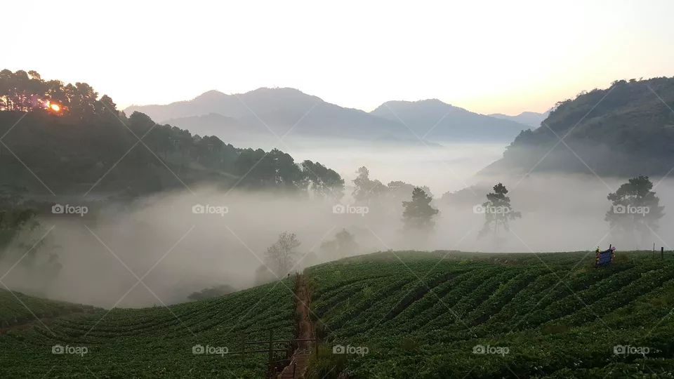 morning fog