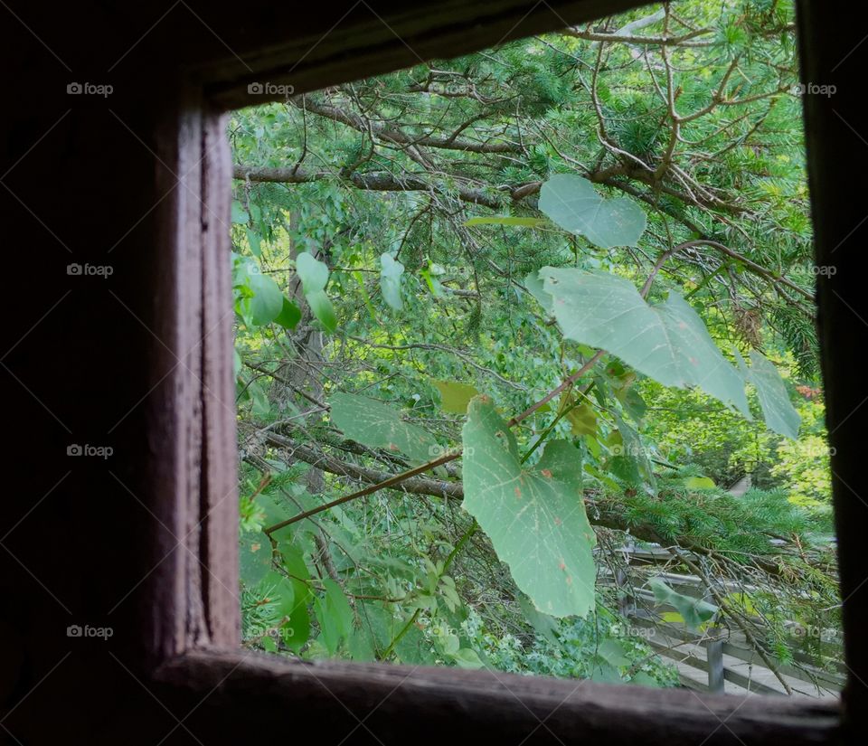 View from the bird blind