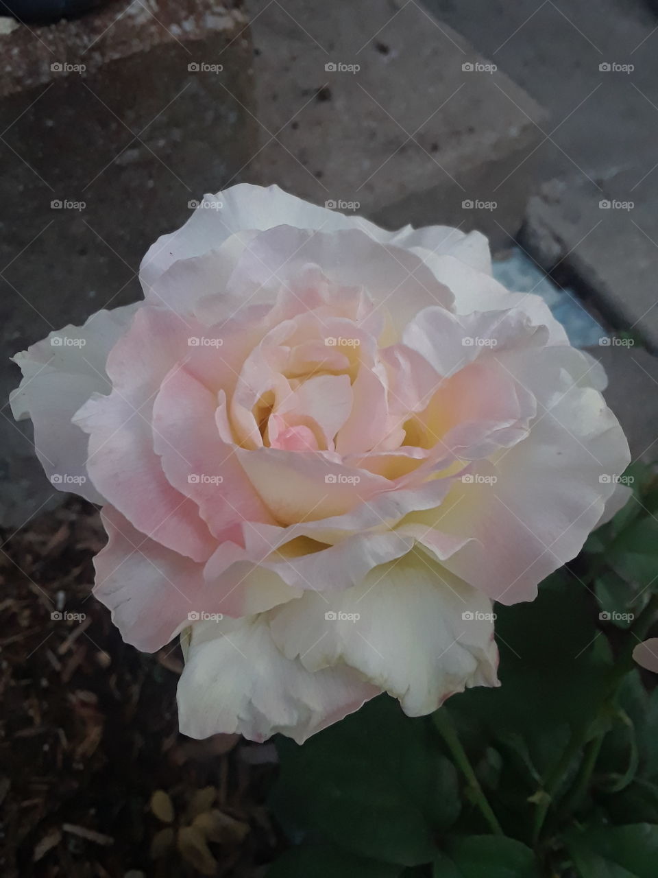 White rose with soft pink highlights