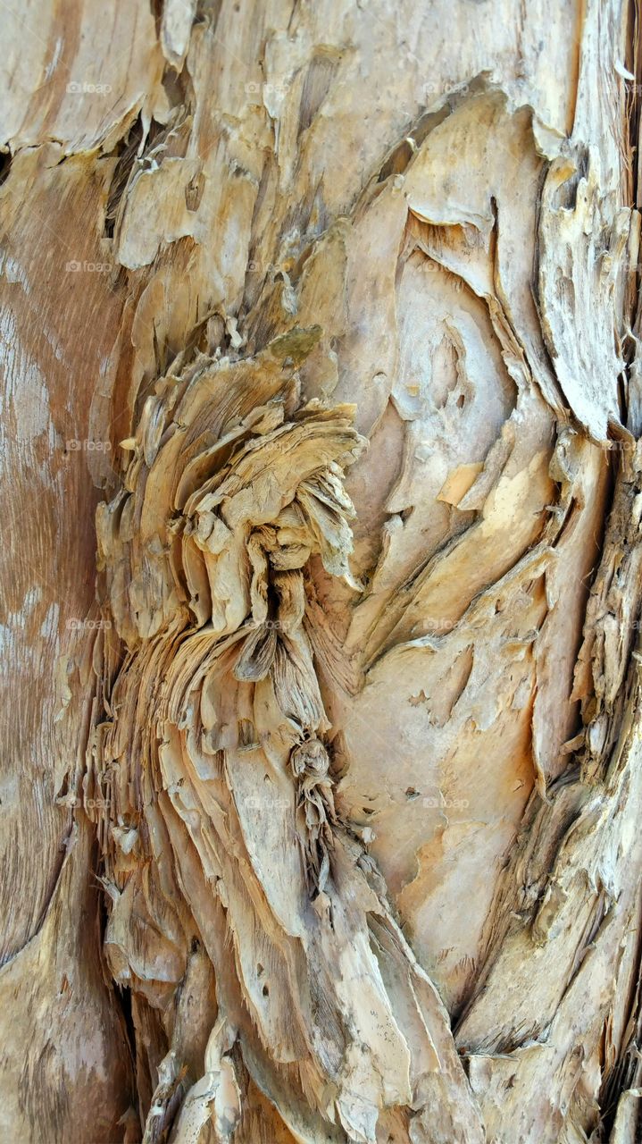 Tree bark