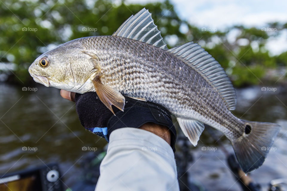 Holding A Redfish