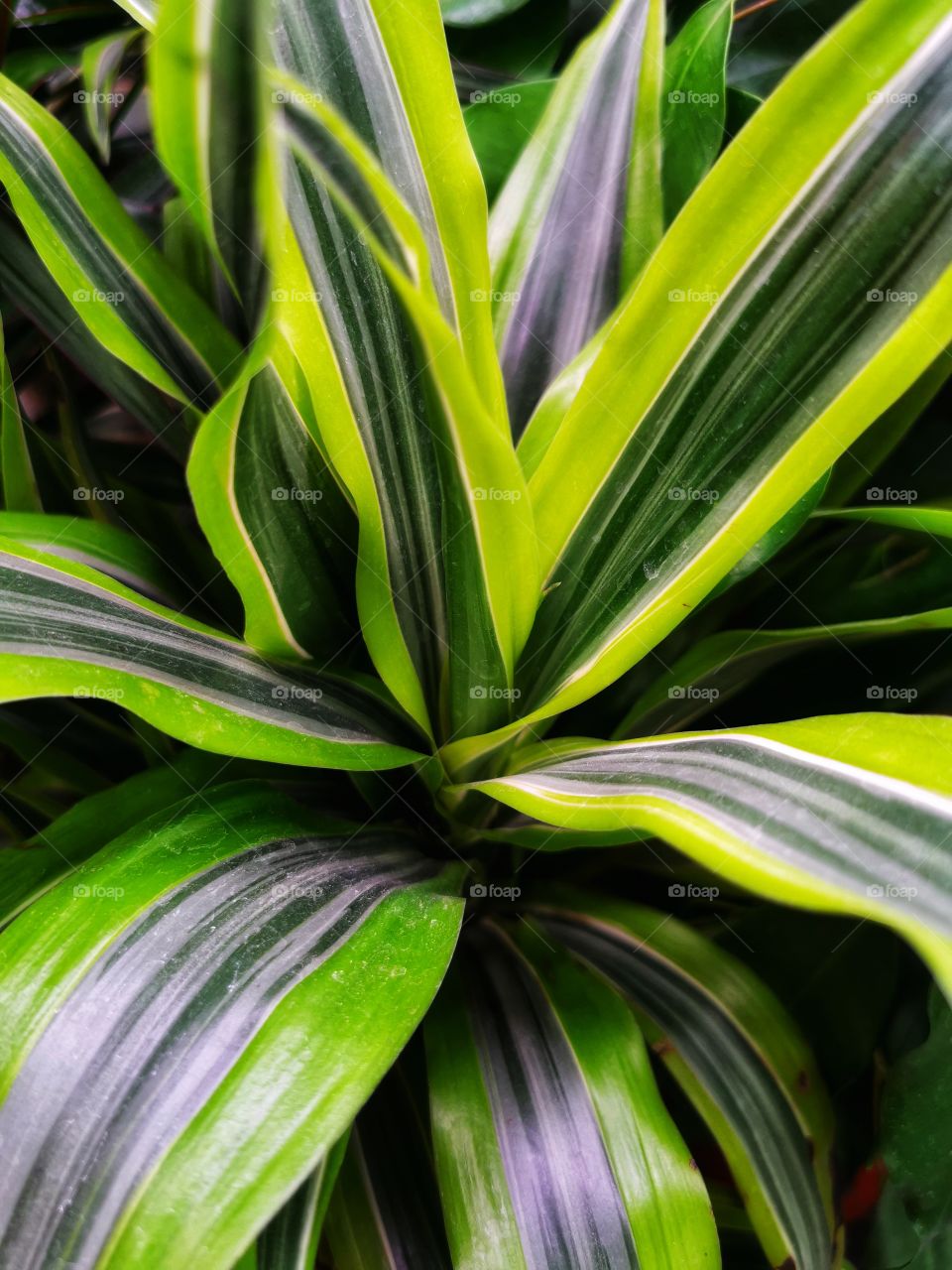 Color day outdoor nature greens wild street alone