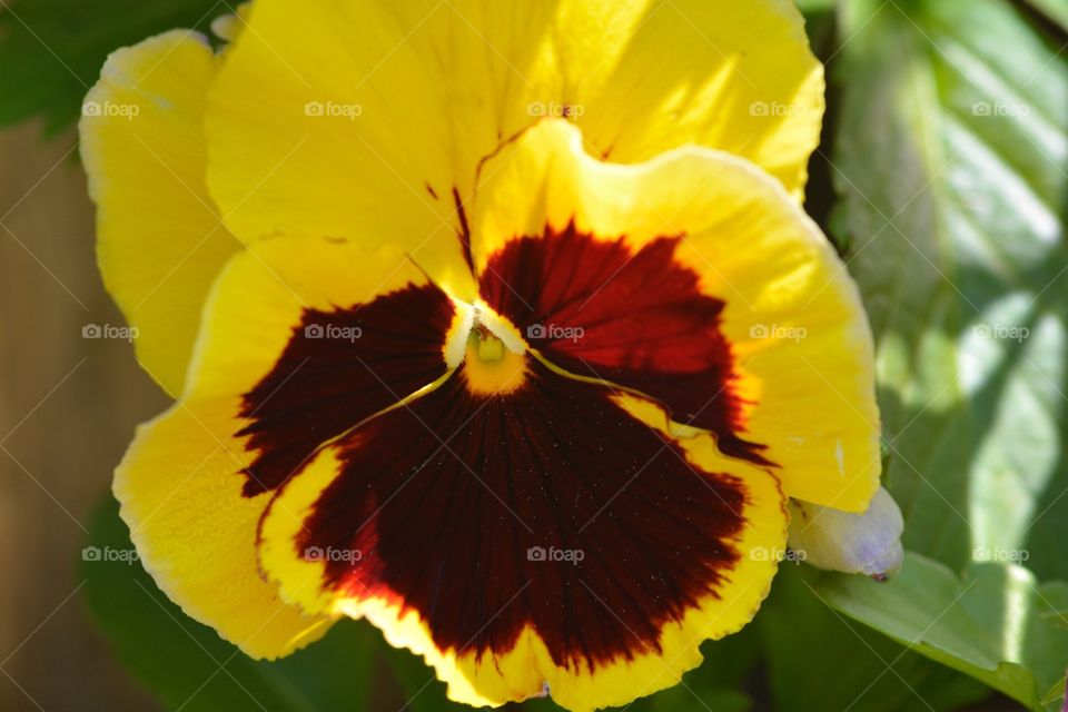 Pansy