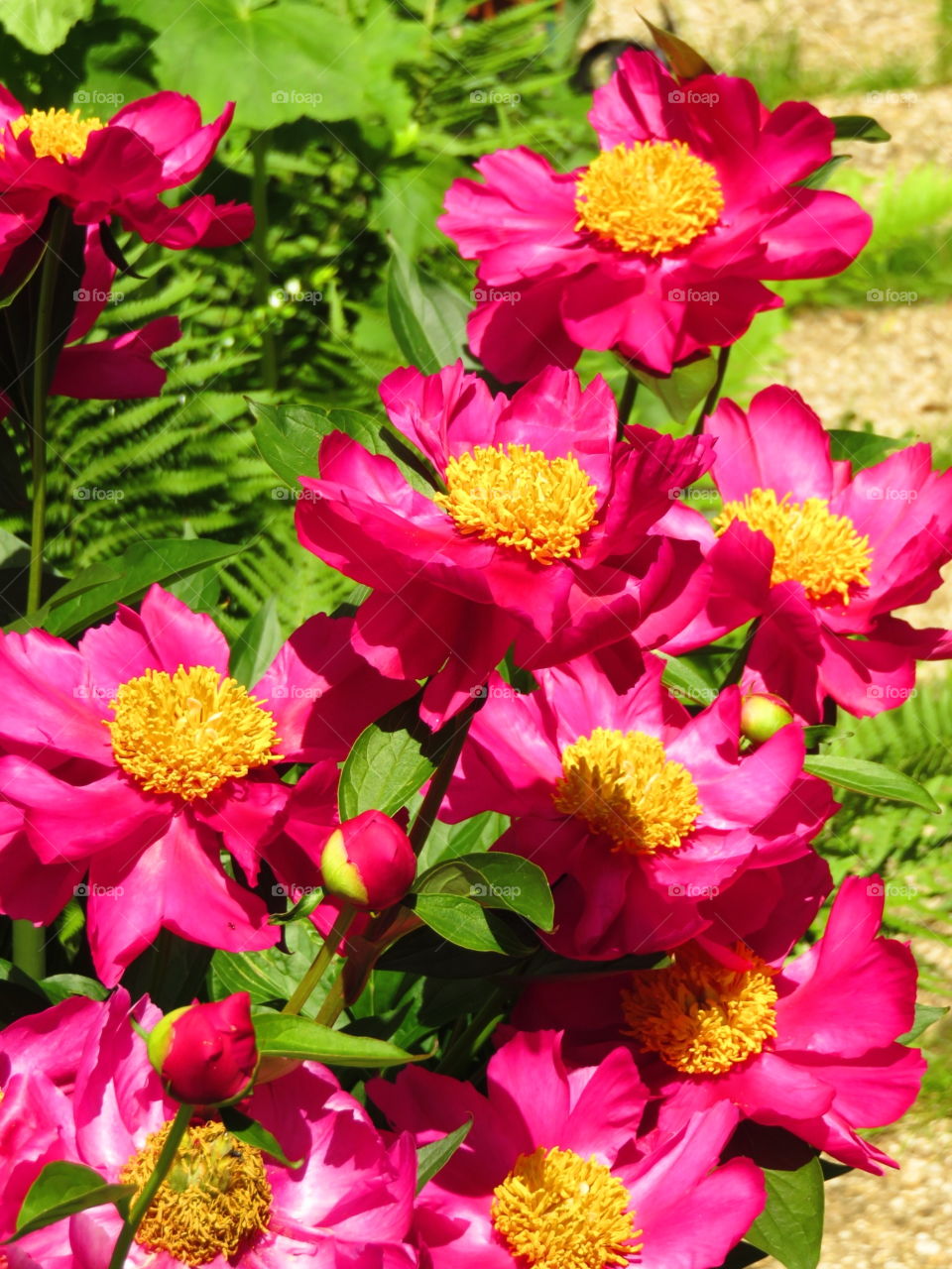 bright peonies