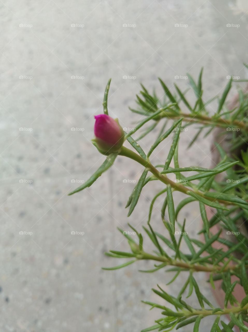 pink bud growing up, fresh seasonal looking very beautiful generally found everywhere