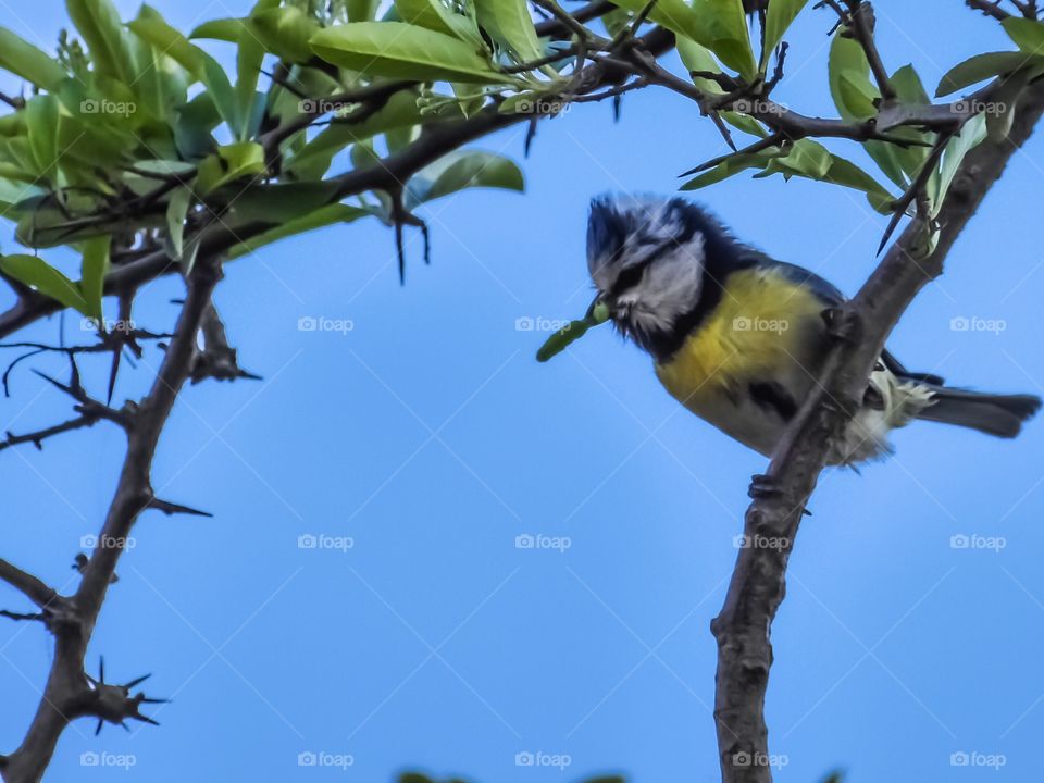 bluetit 