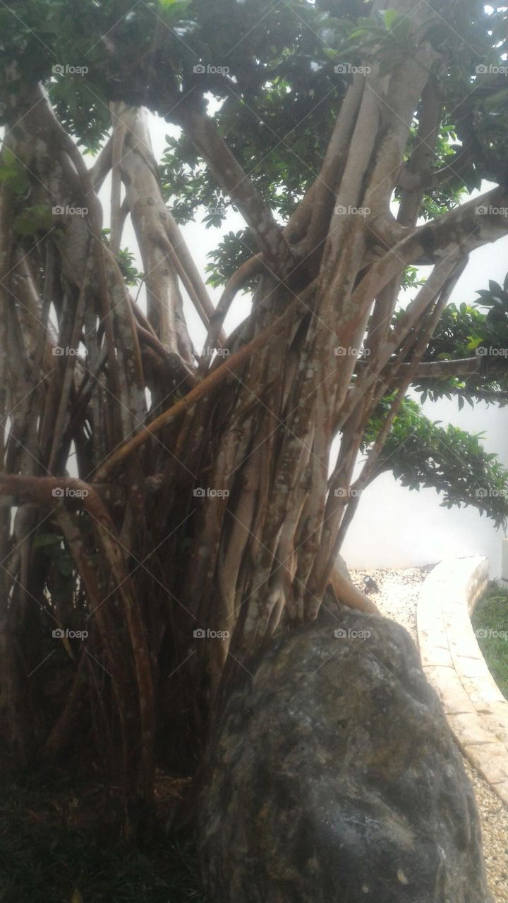 when it rains during the day, everything looks wet