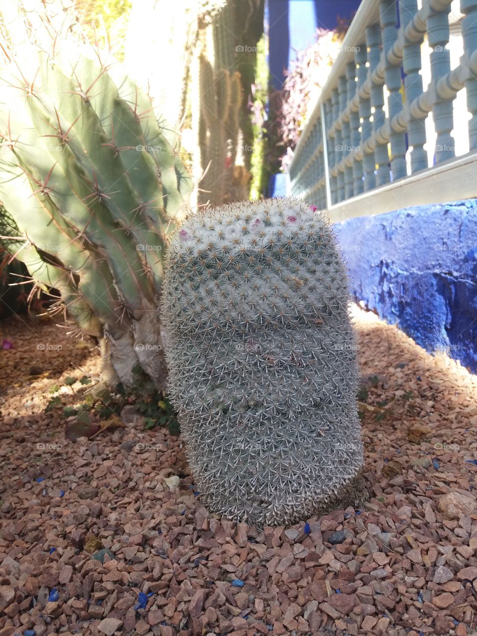 cactus jardins majorelle