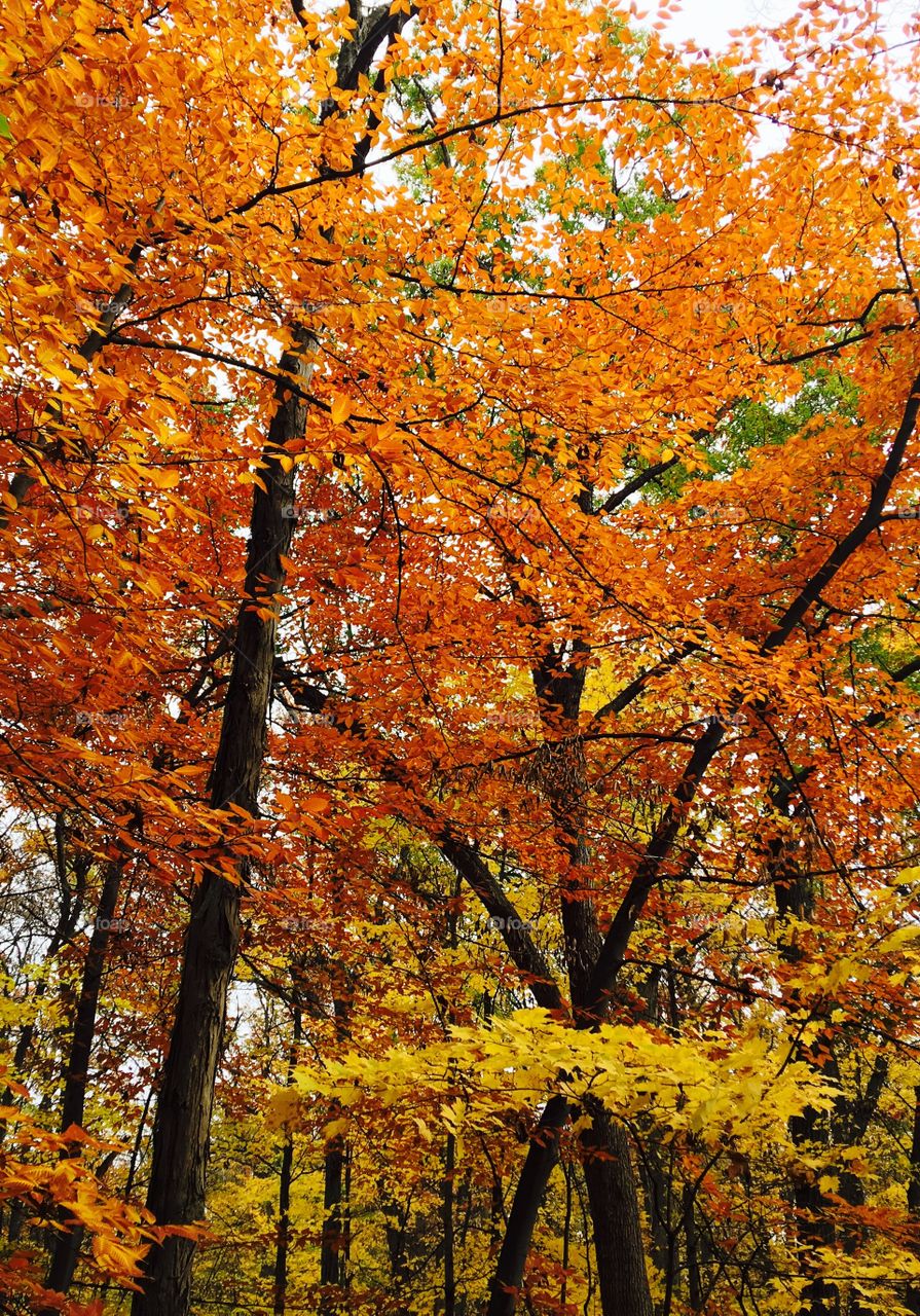 Autumn trees in forest
