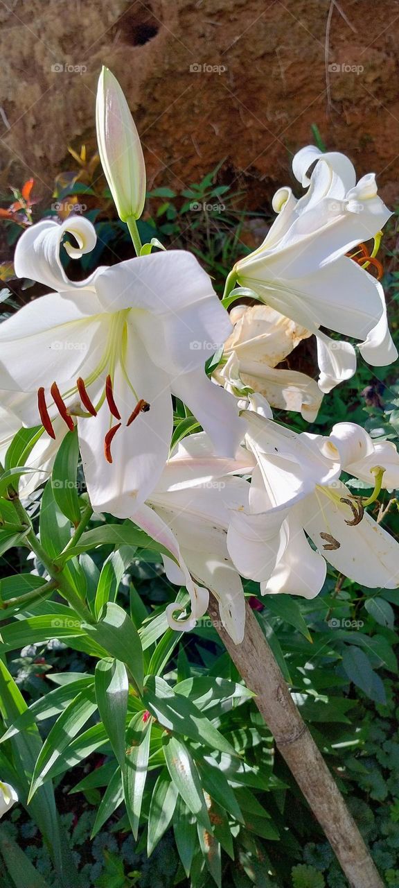 magnificent white lily