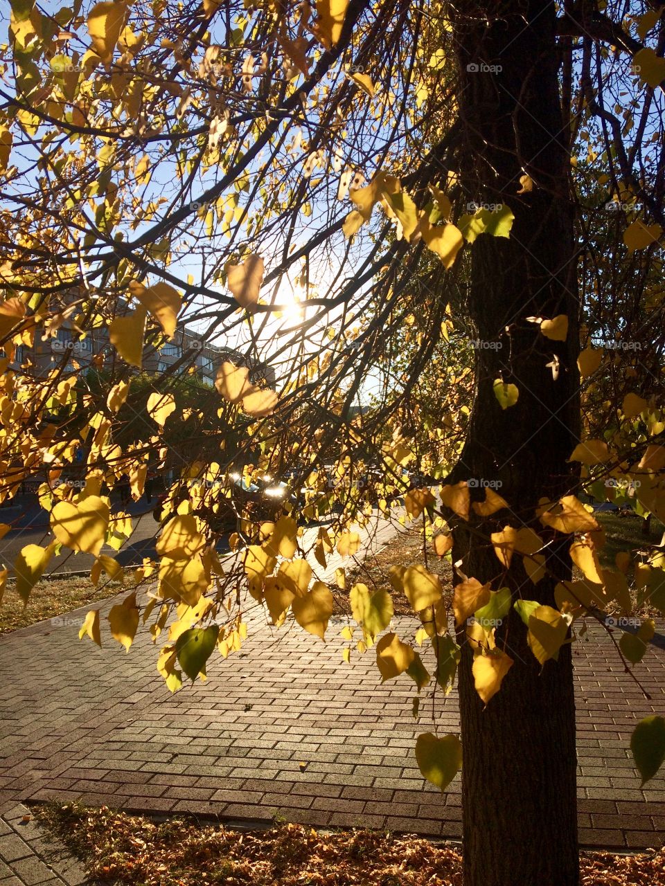 Autumn leaves tree yellow sunlight 