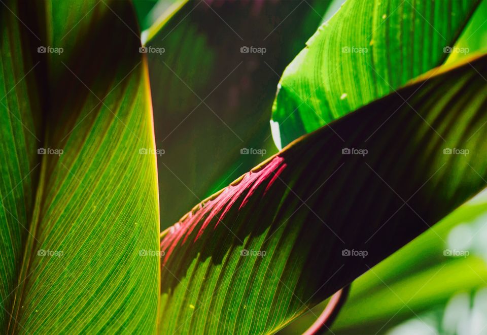 tropical colorful leaves layout,Nature spring concept
