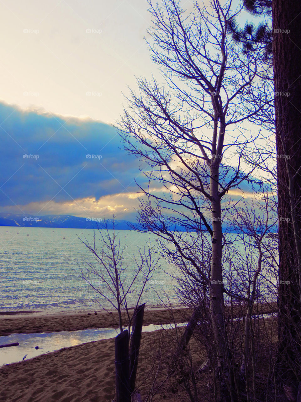 Tree, No Person, Landscape, Dawn, Nature