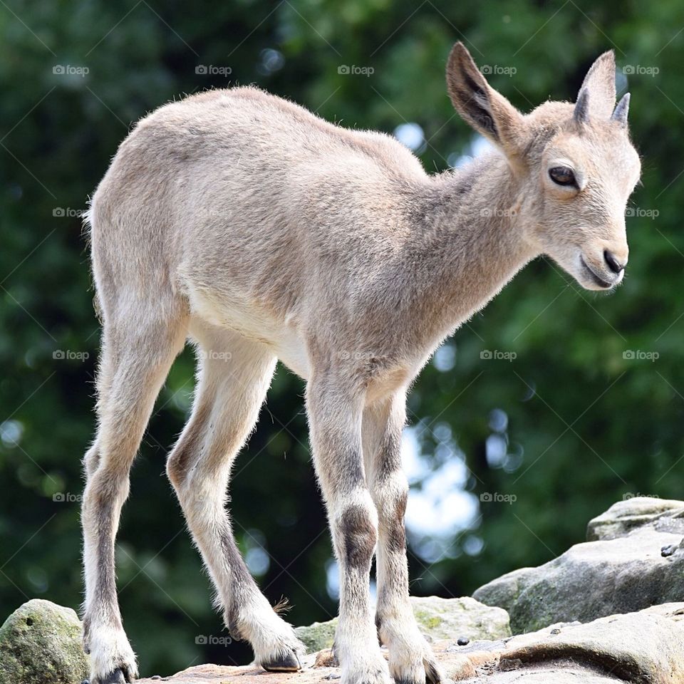 Siberian ibex cub