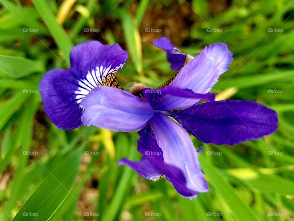 Beautiful Flowers