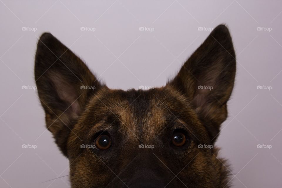 Ears