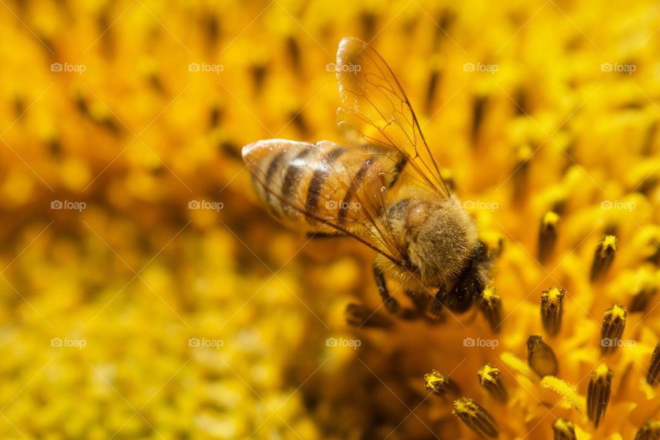 Macro bee 