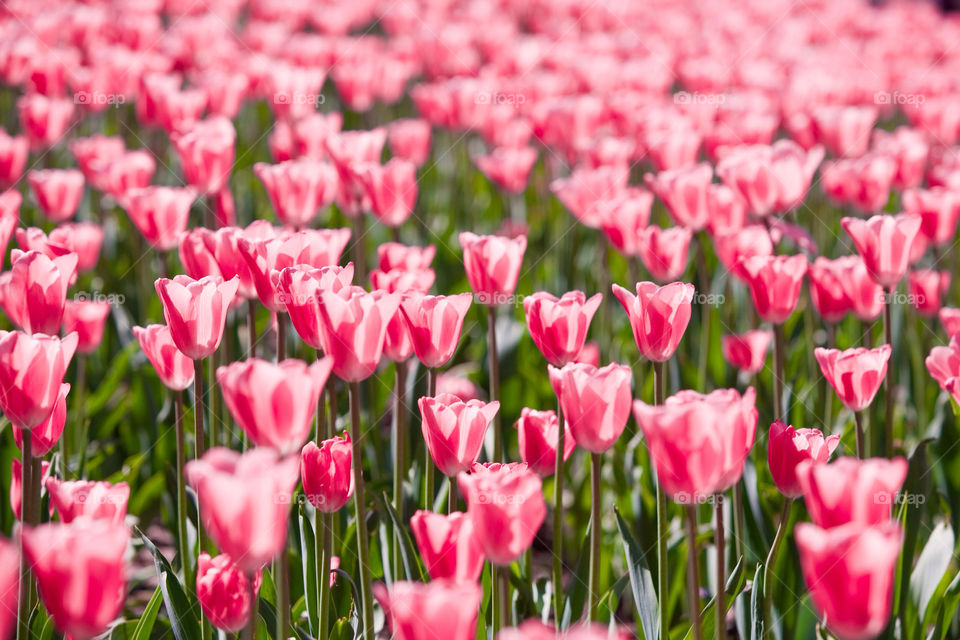 pink tulip netherlands amsterdam by botvidsson