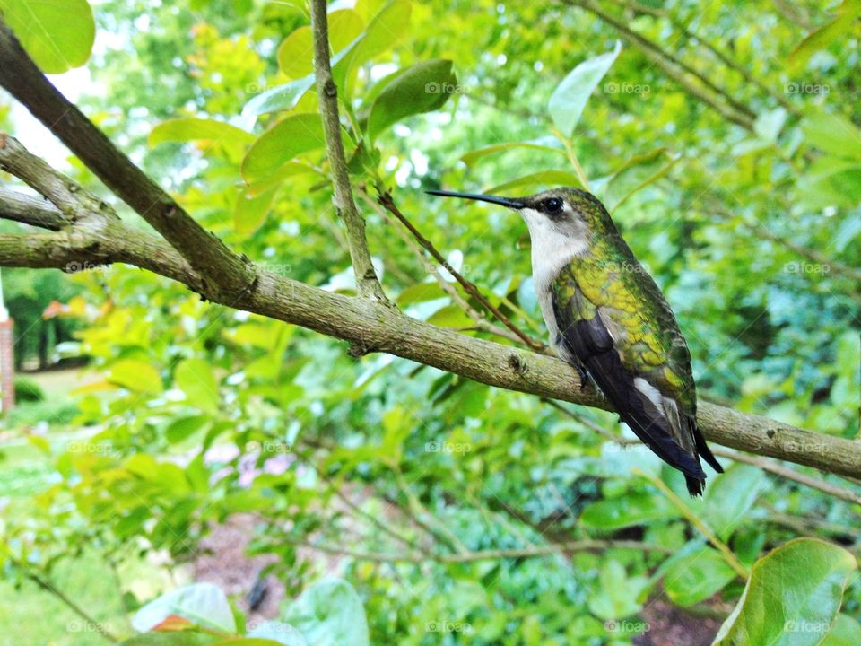 Ruby-Throated Hummingbird